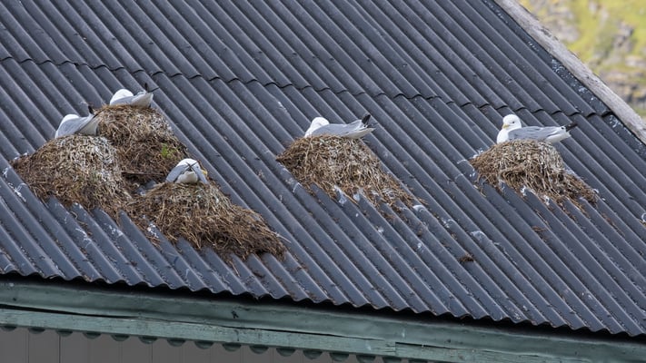 Die Möwen nisten hier auf den Dächern