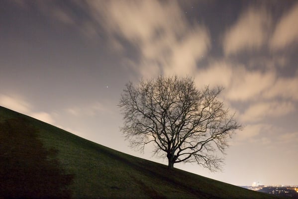 A tree at Olympia Park Munich
