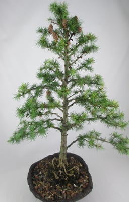 Bonsai Larix kaempferi Japanische Lärche