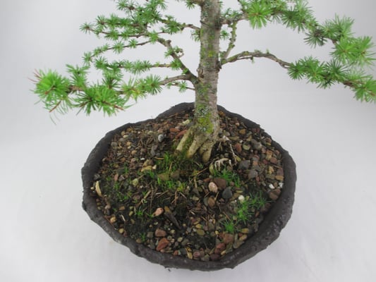 Bonsai Larix kaempferi Japanische Lärche