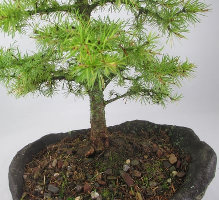 Bonsai Larix decidua Europäische Lärche