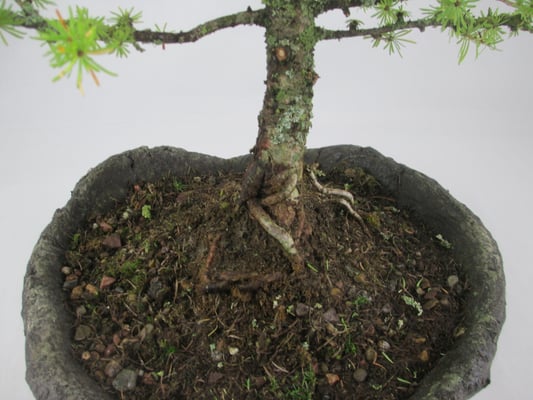 Bonsai Larix decidua Europäische Lärche