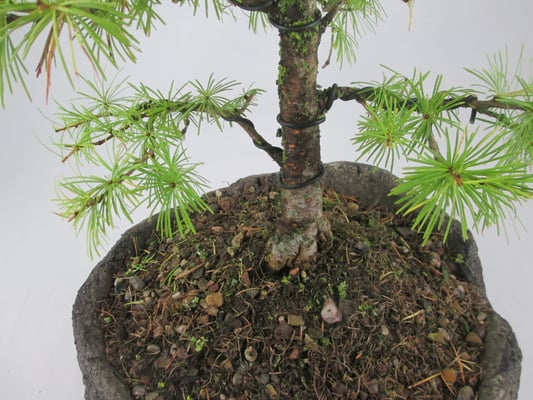 Bonsai Larix decidua Europäische Lärche