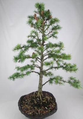 Bonsai Larix kaempferi Japanische Lärche