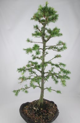 Bonsai Larix kaempferi Japanische Lärche