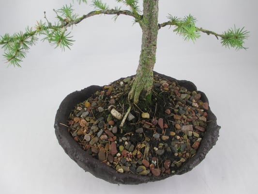 Bonsai Larix kaempferi Japanische Lärche