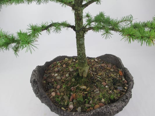 Bonsai Larix kaempferi Japanische Lärche