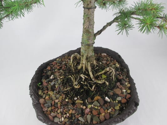 Bonsai Larix kaempferi Japanische Lärche