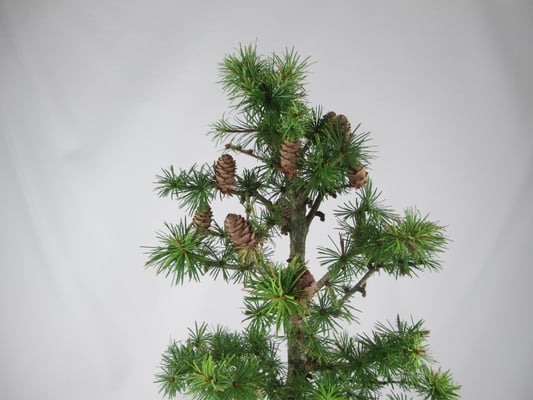 Bonsai Larix kaempferi Japanische Lärche