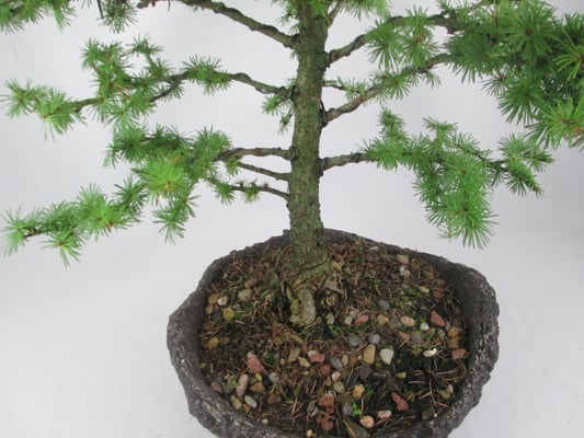 Bonsai Larix kaempferi Japanische Lärche