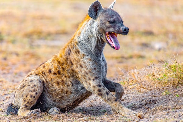 Гиена на сафари Кения. Прозе всего их встретить в парках Масай Мара или Амбосели