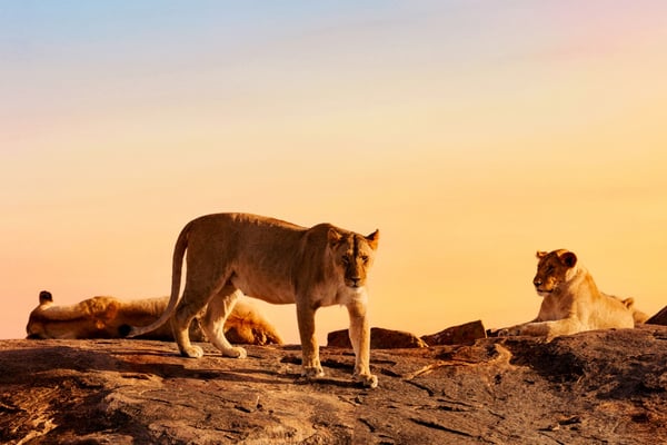 львов на сафари проще всего увидеть в Масай Маре