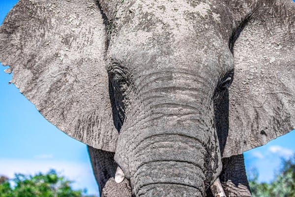 сафари в Кении