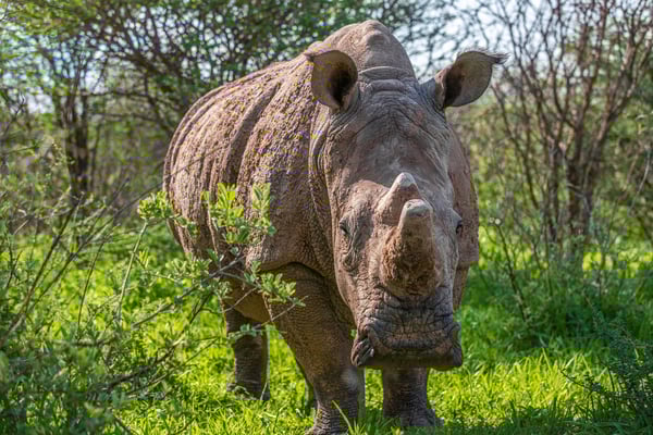 путешествие в Кению