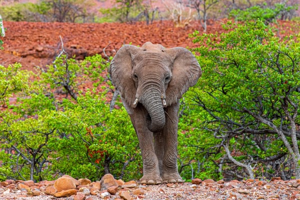 На сафари в Кении