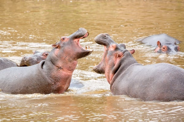 бегемоты в Масай Маре