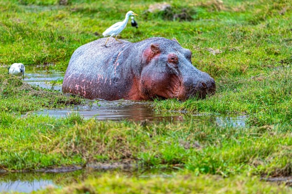 Бегемот на озере Найваша