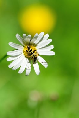 Gefleckter Schmalbock (Rutpela maculata); Asp; 6. Juni 2016
