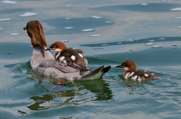 Gänsesäger Ausflug