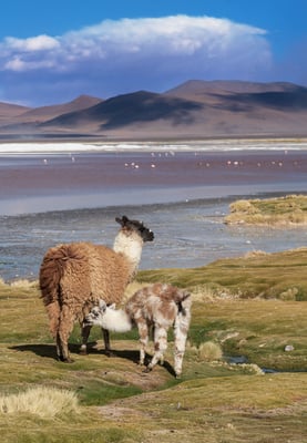 Trinkzeit bei Lamamutter und -Kind