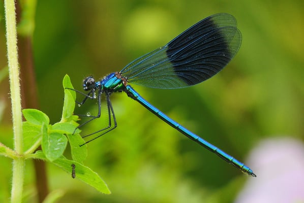 Gebänderte Prachtlibelle (Calopteryx splendens), Männchen; Thurdelta; Juni 2009