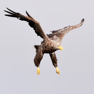 Seeadler (Haliaeetus albicilla) auf Fischfang, Flatanger Norwegen; 8.9.2015