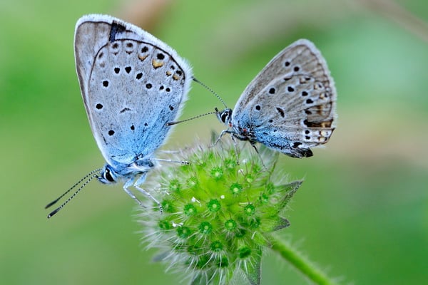 83 Prächtiger Bläuling Polyommatus amandus); Tschlin GR; 31-7-2012