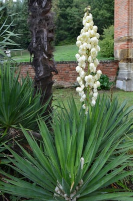 Kerzen-Palmlilie (Yucca gloriosa) vor romanischer S. Maria die Vezzolano, Albugnano (Piemonte); 3.10.2015