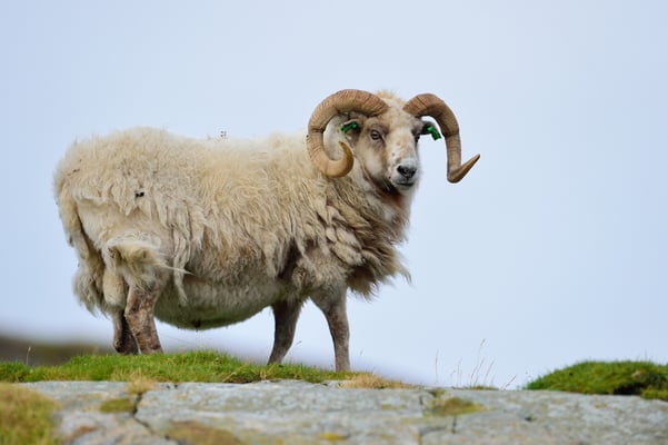 Dall-Schafe (Ovis dalli) (??!!) auf den gletschergeschliffenen Fjordkuppen; 8. September 2015, Lauvsnes (Flatanger Norwegen)