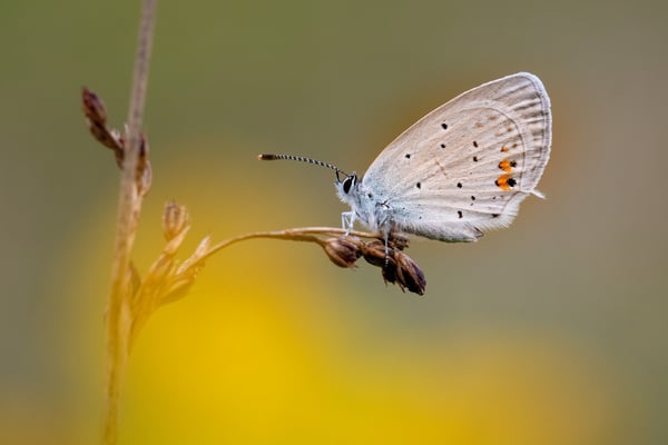 Kurzschwänziger Bläuling (Cupido argiades); Baselbiet, 27. August 2018