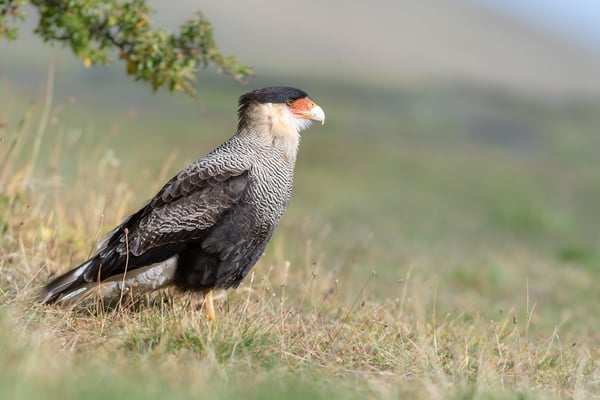 Schopf-Caracara (Caracara plancus)