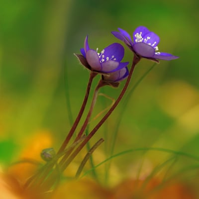 Leberblümchen (Hepatica nobilis, Syn.: Anemone hepatica); Forêt d'Antagnes (VD); 13.3.2016