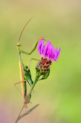 Europäische Gottesanbeterin (Mantis religiosa); 16. August 2018, Nordwestschweiz