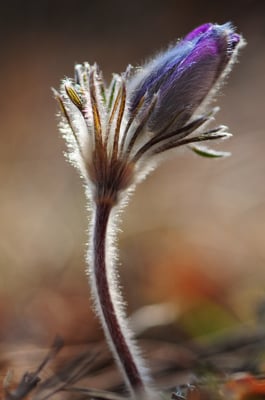 Berg-Kuhschelle (Pulsatilla montana)