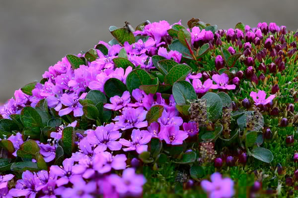 Stengelloses Leimkraut; Svalbart, 2. Juli 2015