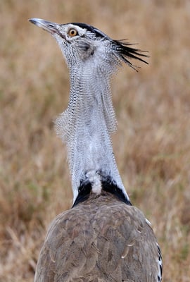 Riesentrappe (Ardeotis kori)