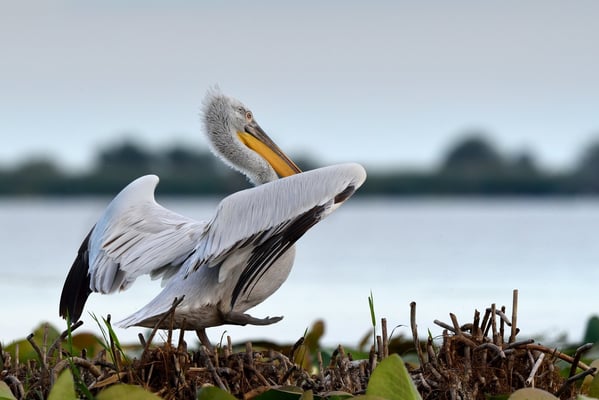 Krauskopfpelikan (Pelecanus crispus); Rumänien Donaudelta; Juni 2014