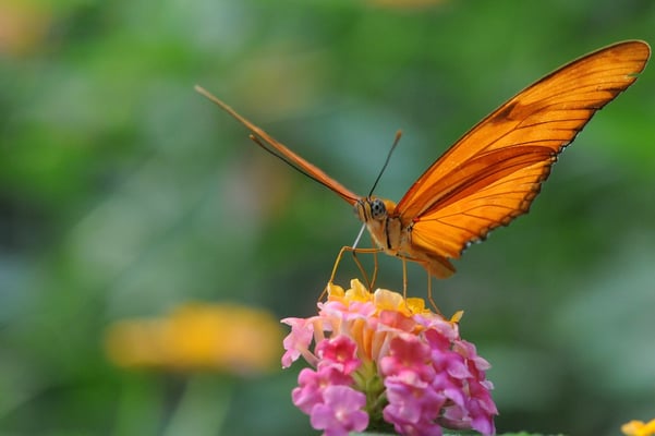Fackel (Dryas iulia)