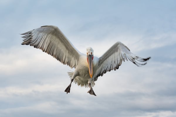 Krauskopfpelikan  (Pelecanus crispus); 20.2.2018; Kerkini (GR) 
