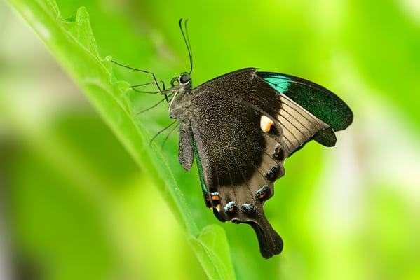 Neon-Schwalbenschwanz (Papilio palinurus)