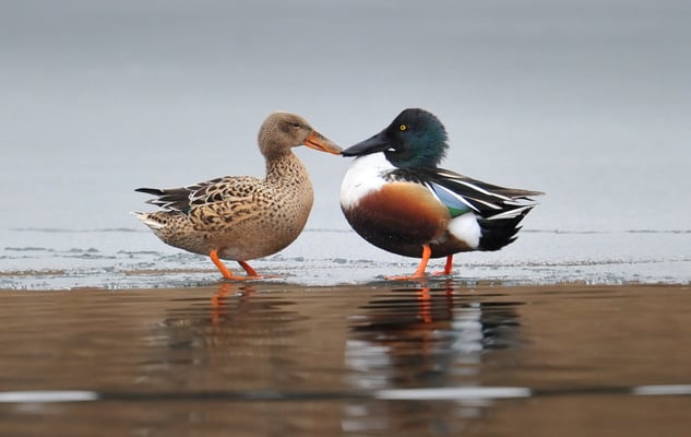 Löffelente (Anas clypeata); Rotsee; Febuar 2012