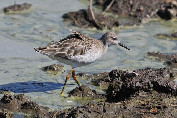 Kampfläufer ( Philomachus pugnax )