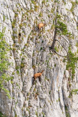 Gämse auf Klettertour im Creux du Van; 27. August 2019
