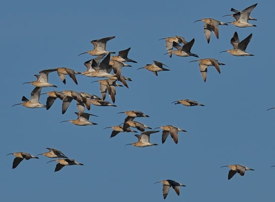 Große Brachvögel (Numenius arquata)