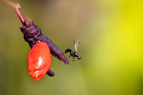 Ballerina (Schwingfliege; Sepsis fulgens) auf Pfaffenhütchen der Art 'Flügel-Spindelstrauch' (Euonymus alatus) 