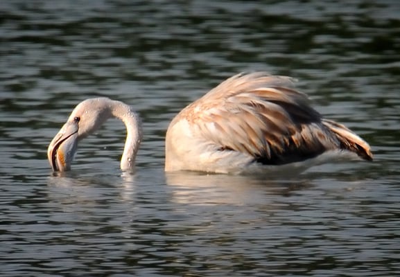 Junger Rosaflamingo im Flachsee bei Unterlunkhofen (!), 20-8-11