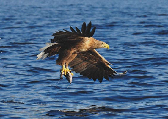 Weissschwanz-Seeadler Phase 4