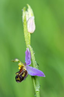 Bienenragwurz (Ophrys apifera); 2. Juni 2017