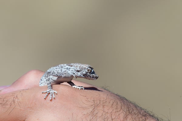 Kleine Wüstenechse in der Kavir Wüste