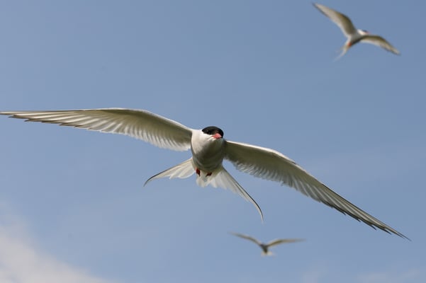 Küstenseeschwalbe (Sterna paradisaea);